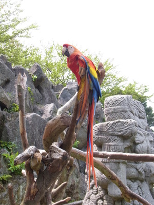 伊豆しゃぼてん公園 (70)