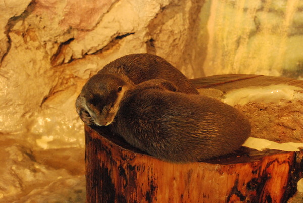 新屋島水族館 (5)