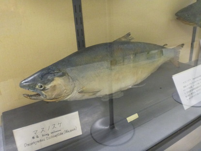東京海洋大学 水産資料館 (74)