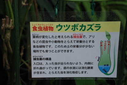 東京都薬用植物園 (12)