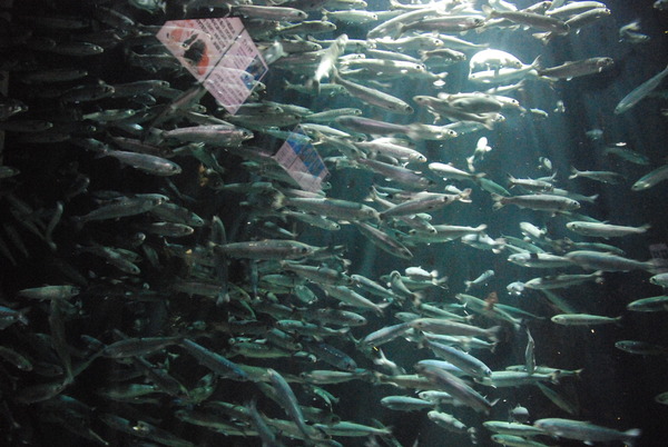 加茂水族館 (7)