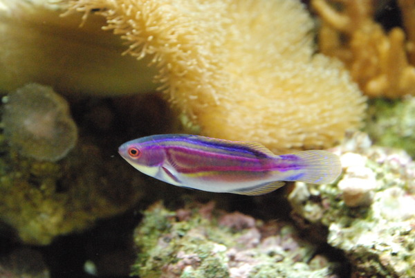 沼津港深海水族館 (31)