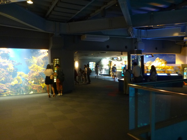 江ノ島水族館 (10)