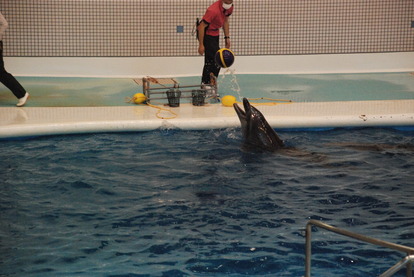 鹿児島水族館 (35)