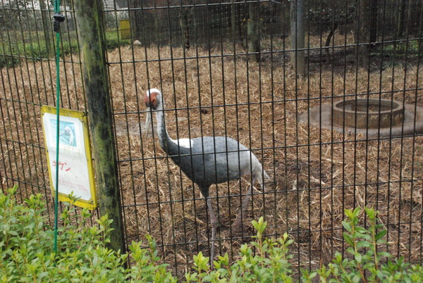 狭山市立智光山公園こども動物園 (27)