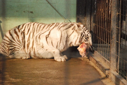 しろとり動物園 (10)