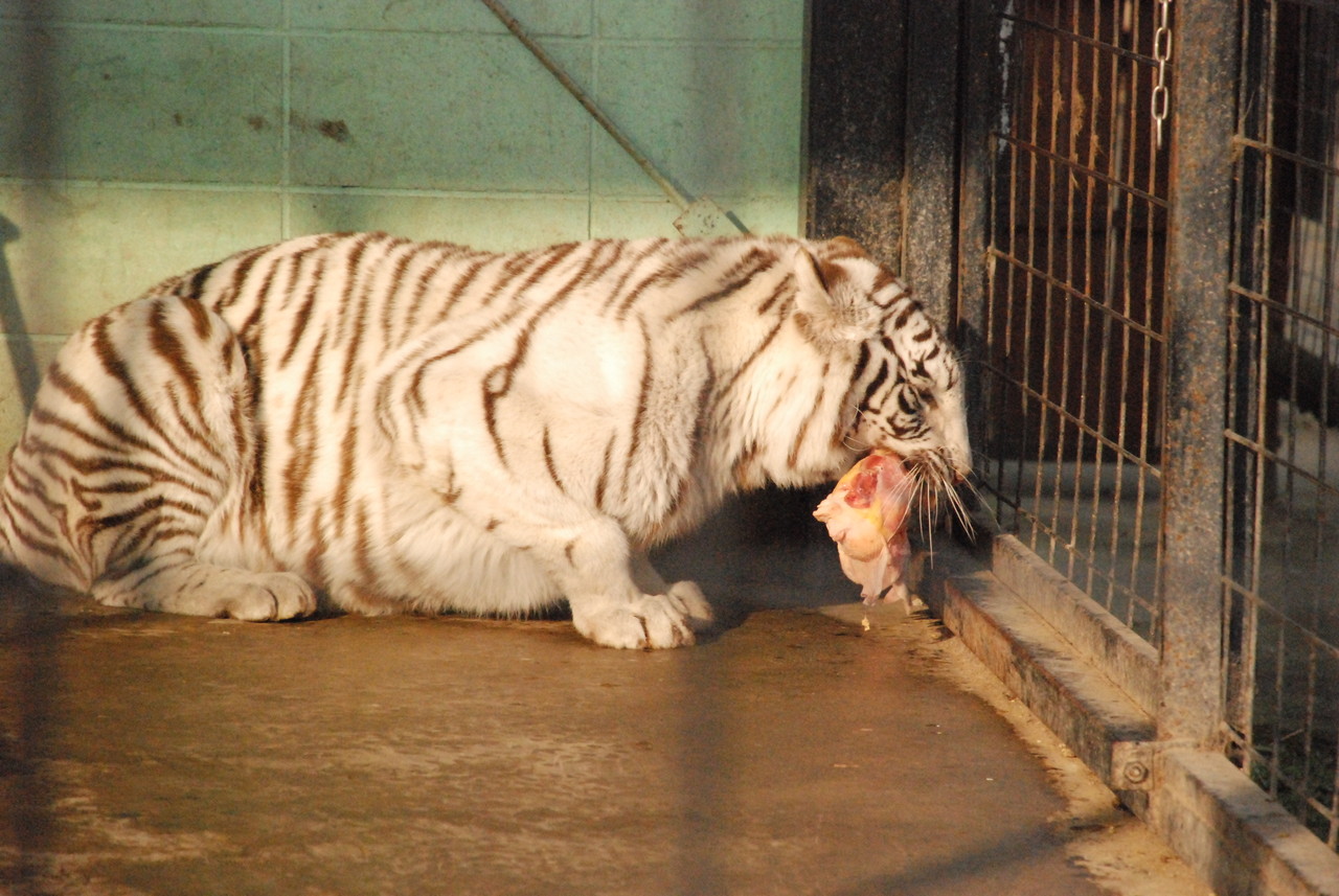 とり 動物園 しろ