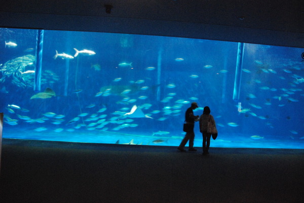 鹿児島水族館 (3)