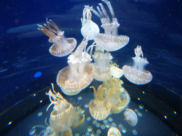 江ノ島水族館 (56)