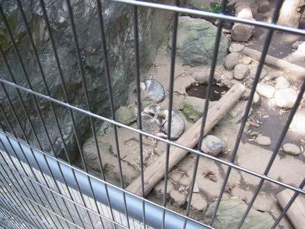 井の頭動物園 (11)