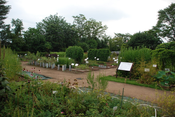 東京都薬用植物園 (3)