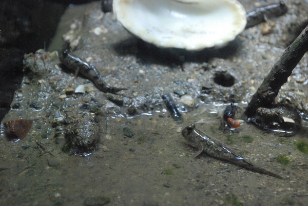 沼津港深海水族館 (36)