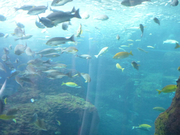 江ノ島水族館 (19)