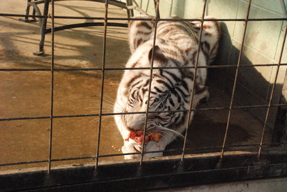 しろとり動物園 (12)