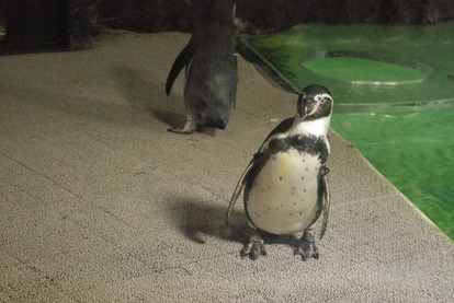 新屋島水族館 (7)