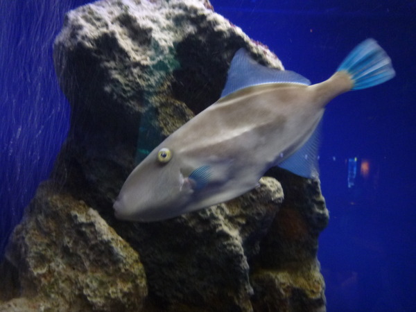 江ノ島水族館 (27)