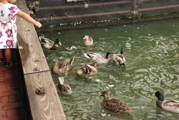 掛川花鳥園 (23)