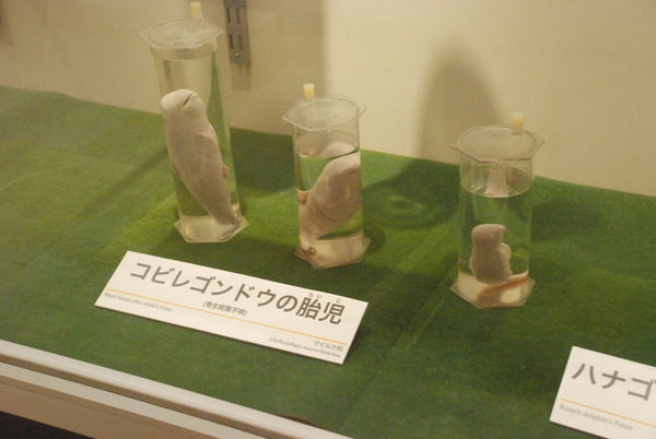 くじら博物館 (39)
