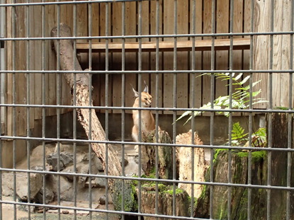 羽村動物園 (138)