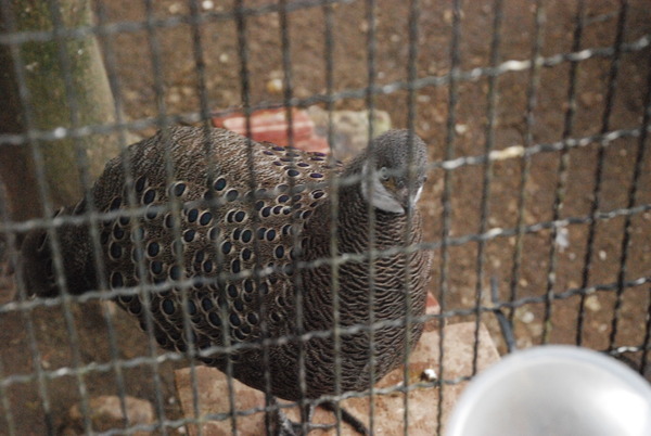 狭山市立智光山公園こども動物園 (9)