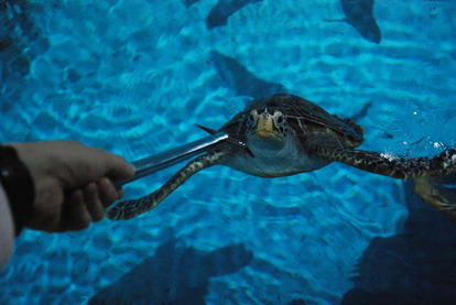 桂浜水族館 (27)