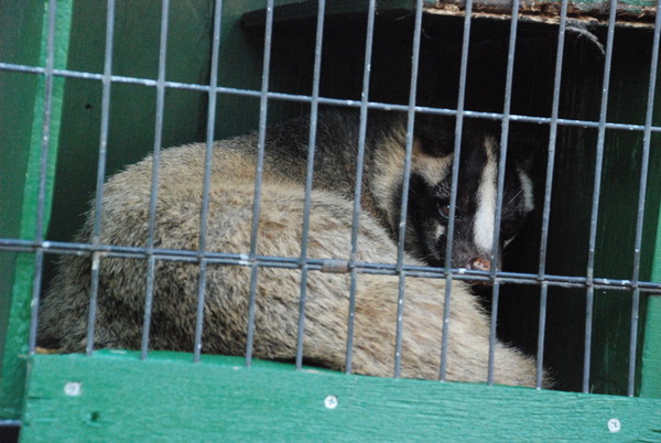 野毛山動物園 (13)