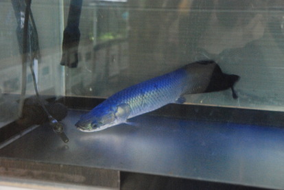 山の出淡水魚水族館 (8)