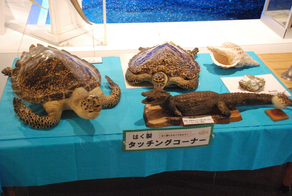 日本一の魚の剥製水族館 (7)