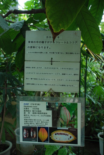 東京都薬用植物園 (14)