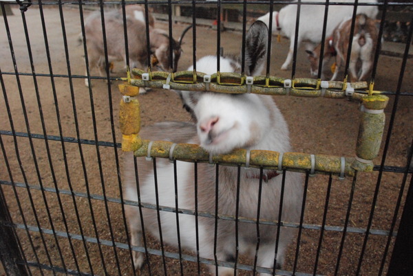 狭山市立智光山公園こども動物園 (17)