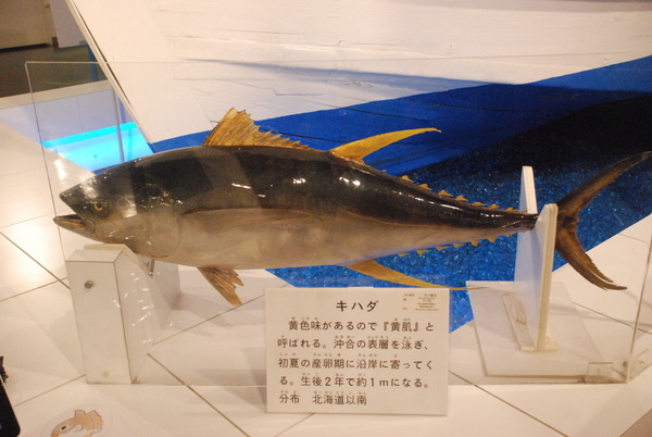 日本一の魚の剥製水族館 (9)