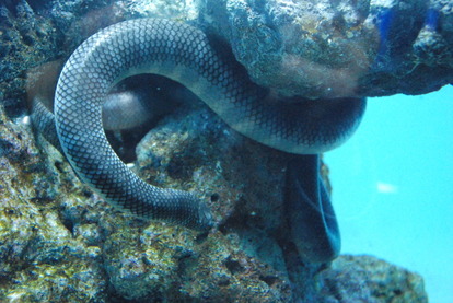 鹿児島水族館 (11)