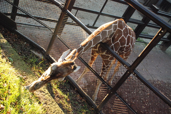 野毛山動物園 (19)