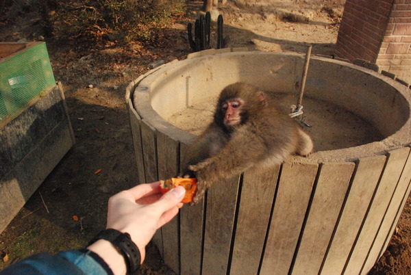 しろとり動物園 (14)