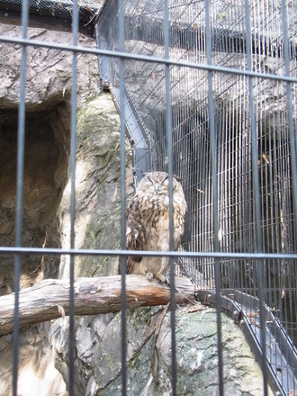 井の頭動物園 (12)