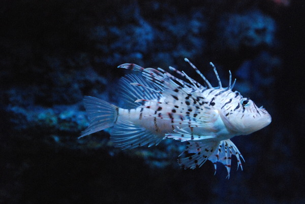 東海大海洋生物博物館 (51)