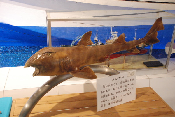 日本一の魚の剥製水族館 (8)
