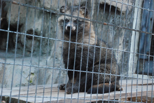 野毛山動物園 (14)