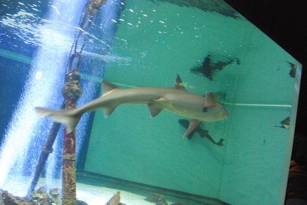 新屋島水族館 (18)