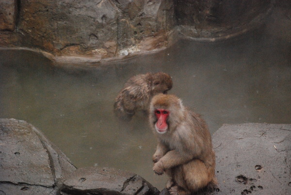 狭山市立智光山公園こども動物園 (26)