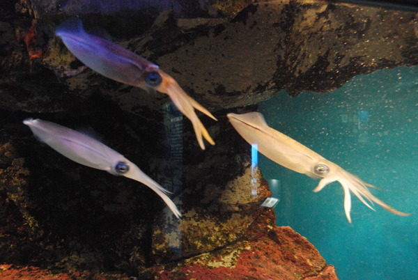 鹿児島水族館 (15)