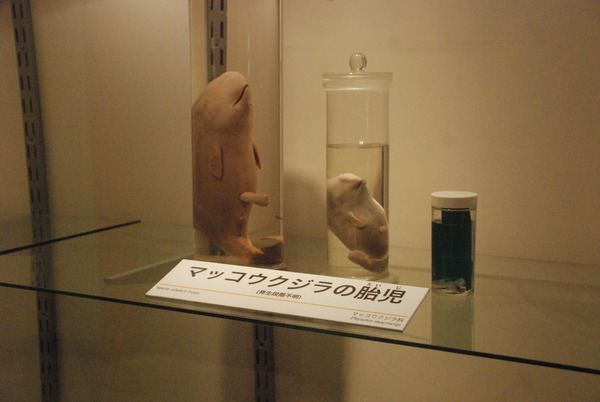 くじら博物館 (40)