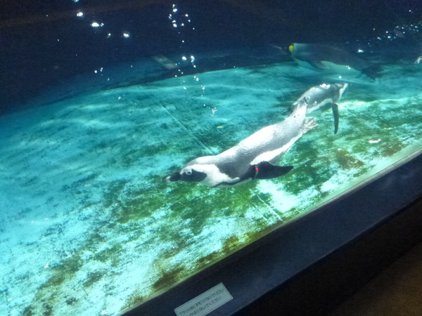 箱根園水族館 (10)