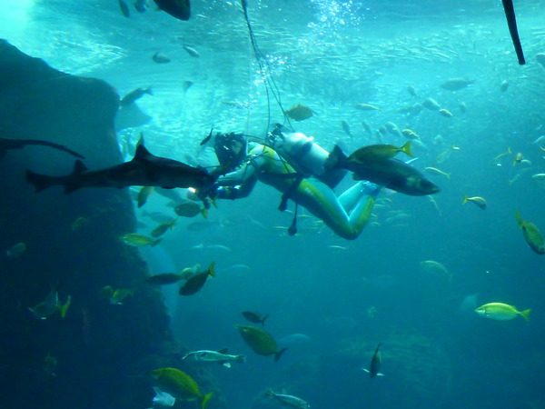 江ノ島水族館 (41)