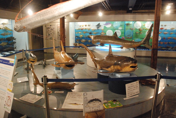 日本一の魚の剥製水族館 (12)