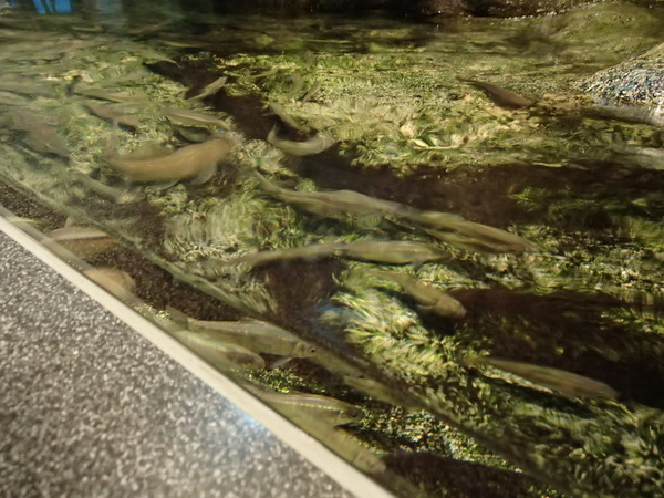 江ノ島水族館 (103)