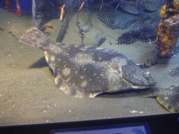 江ノ島水族館 (65)