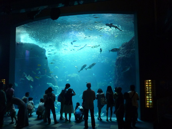 江ノ島水族館 (31)