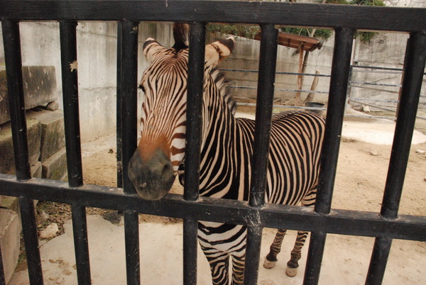 しろとり動物園 (47)