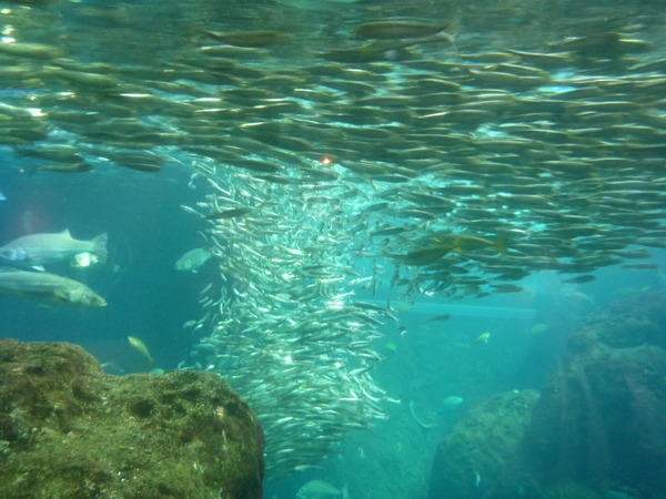 江ノ島水族館 (8)